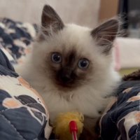 モカにゃん (@yun_life4) 's Twitter Profile
