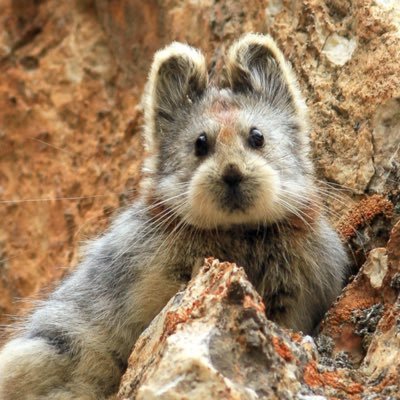 Sneaky Pika Profile