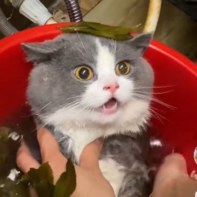 SngPhm20122244's profile picture. 