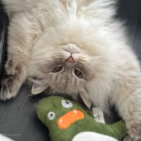 いれぶんの飼い主 (@neko11eleven) 's Twitter Profile Photo