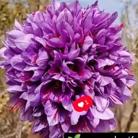 boland_parvaz79 (@boland_parvaz79) 's Twitter Profile Photo