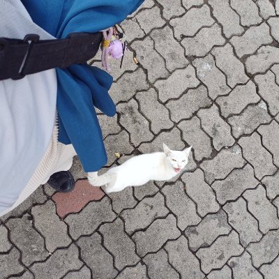 brunonatod's profile picture. Ethereum maxi | Sol maxi | Degen 🦍 | Shitcoin hunter NFA.