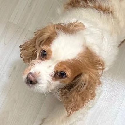 macha129_'s profile picture. ( ᴖ ̫ᴖ  )