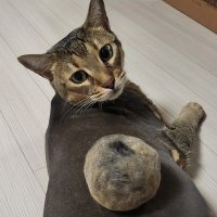 조미료캣 (@seasoning_cat) 's Twitter Profile