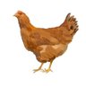 koujousijousyug's profile picture. 飛べないです。飛ぶ必要を感じてません。でも走り続けます。
PCがあれば万事解決って程度にはPCを愛してデザインやらライターやらAIやら楽しんでるアラサーオッサン。