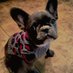 We adore French Bulldogs🐕🐾 (@weadorefrench) Twitter profile photo We adore French Bulldogs🐕🐾 (@weadorefrench) Twitter profile photo