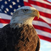 VoxEx76 (@sklaft21280) 's Twitter Profile