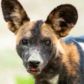 Henk39712423's profile picture. PROUDLY WILD DOG. Yield only to my God, take care of the young, the old and the pack. Domesticated dogs will forever be dependent on their SASSA pellets.