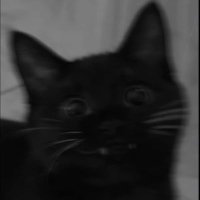 룬🐈⬛ (@_rulvj) 's Twitter Profile