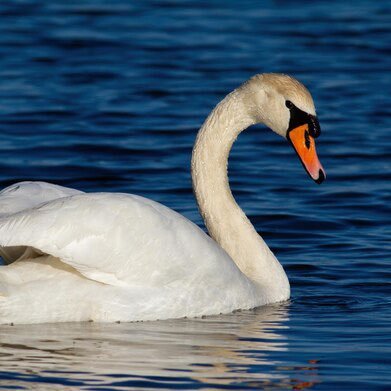 Tester0wKy's profile picture. 