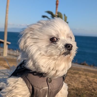 chihuamaru_ron's profile picture. ﾁﾜﾜとﾏﾙﾁｰｽﾞのMIX犬ろん♂です🐶
　　　　　　　　　　　ꕤ୭*🎂2016/3/21 🏠2016/9/3

 ☆図体のでかい弟ハスキー犬のティニー、尻尾のない保護猫のすずめと暮らしております
https://t.co/QgHxOIJwP7

こちらもよろしくお願いします𓂃٭❀