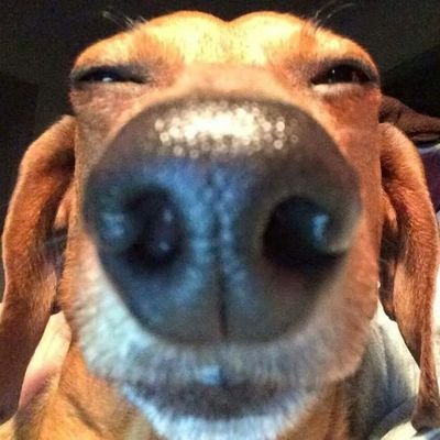 cuz1nh0_gulos0's profile picture. eu amo colorau