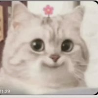 E (@ambivertkiddo26) 's Twitter Profile