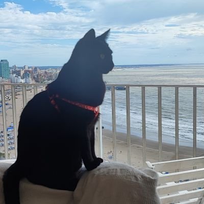 AboyAlejandra's profile picture. Capricornio 🐐♑
 🌊🧉🐈‍⬛🐕🐾🧘🏻‍♀️
Socia de River , Hincha de  San Telmo y ✌🏻 como mi viejo y muy orgullosa de serlo.