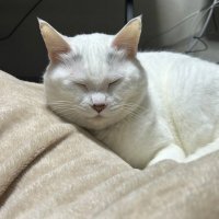 θι³πΛΛΚβΙΛΛ(π) (@ai_ai_aine) 's Twitter Profile