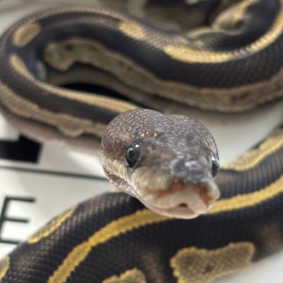 yossy_1102's profile picture. 