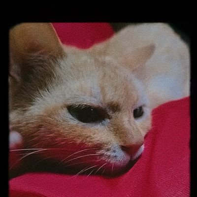 XhintGaizz's profile picture. 