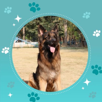 Woofing for Safety 🐾 | Official Twitter of Bengaluru Police Dog Squad 🐕👮♂️ | Sniffing out crime and spreading pawsitivity
#PawsOnDuty #BengaluruK9Heroes 🚓