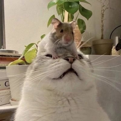saikun0293's profile picture.
