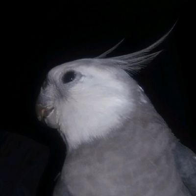 NatizannN's profile picture. fã de fórmula 1,
música,
aves,
livros,
e dormir