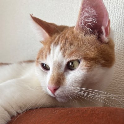 lemin_yipeee's profile picture. PUBG趣味🧘 @lemin1230