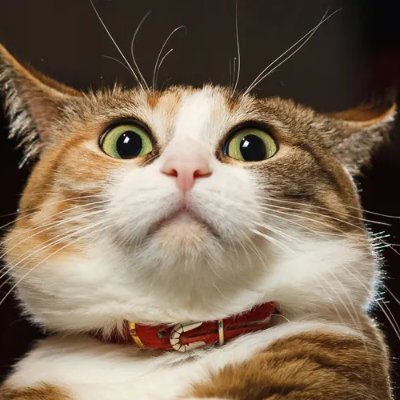 Artabon313's profile picture. I love cats they are crazy.