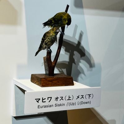 HiwAtoriさんのプロフィール画像