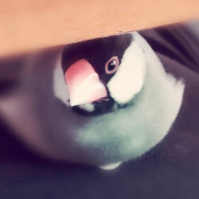 弓きいろさんのプロフィール画像