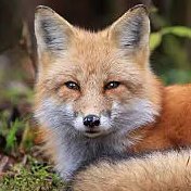 HippoJane21's profile picture. "thus, the task is, not so much to see what nobody sees yet, but to think what nobody has thought yet, about what everybody sees."