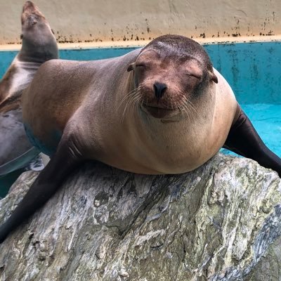 kuromyau2007's profile picture. 「ハマスイ」好き🦭今年はスマートにリプしたい✨JKA（日本ケイタ協会）会員No.7🦭 ケイタくんの触れ合いイベント最高でした✨無言フォロー失礼します。あちこちのヒレアシ見に行くぞー🦭🦭
