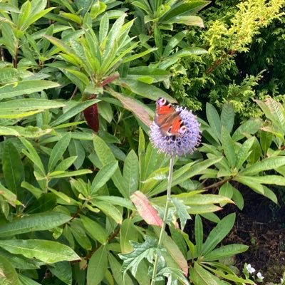 Berried_'s profile picture. We have suspended activity on this platform