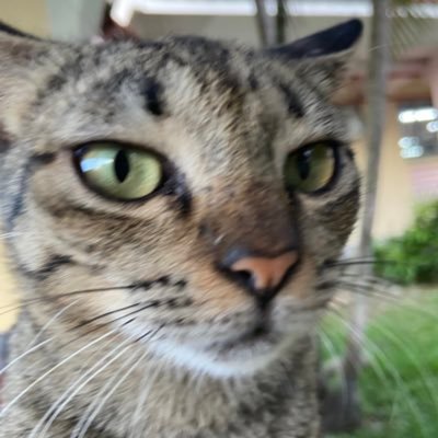 winningsmile0_0's profile picture. cat is life