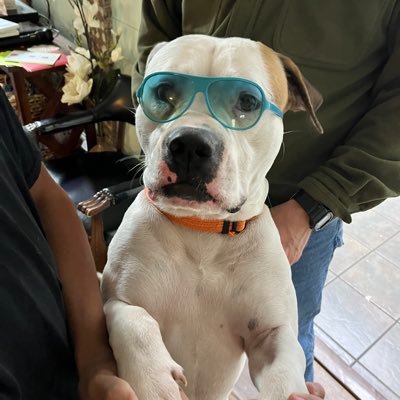 SaraZWood's profile picture. Proud Conservative American! Admirer of the U.S. Constitution & proud southerner of Cuban descent. I block #Marxist #usefulidiots bc social life is 2short #MAGA