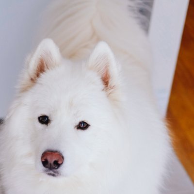 tzchn's profile picture. 