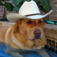 policial disfarçado de bonito (@stayquietnadal) 's Twitter Profile Photo