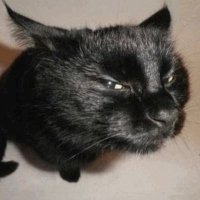 seya (@amocoisar) 's Twitter Profile