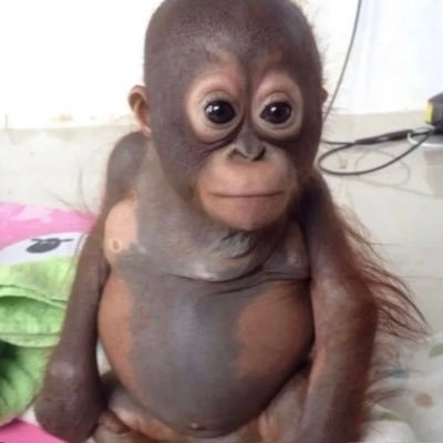 BBB4458's profile picture. Budi 🔥