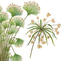 SMEF (@smefstop) 's Twitter Profile