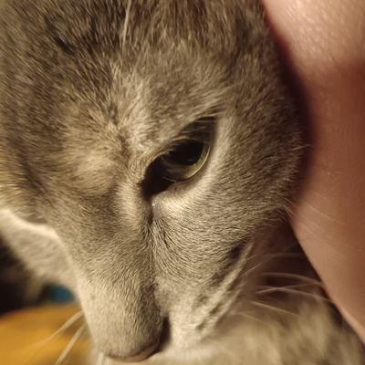 Diana58360105's profile picture. Gatitos