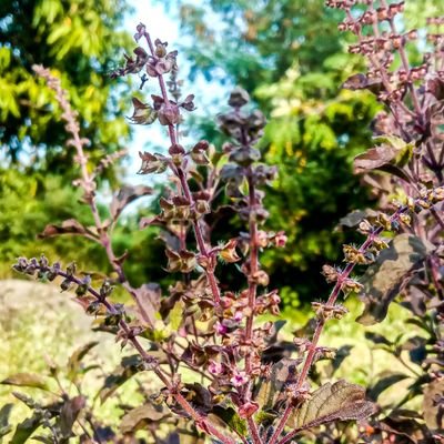 SaHiLPalKhe's profile picture. Heard from the Heavens