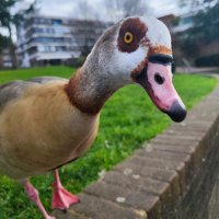 Simple Analytics (@misty_rose_k) 's Twitter Profile