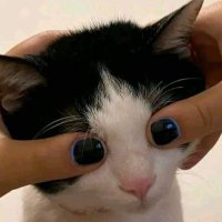 Kitttehh ~🪐 (@choco_kitttehh) 's Twitter Profile