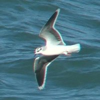 Luke Gravett (@westwalesbirds) 's Twitter Profile Photo Luke Gravett (@westwalesbirds) 's Twitter Profile Photo