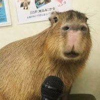 Takeru | El Capybarabe 🍊 (@el_capybarabe) 's Twitter Profile