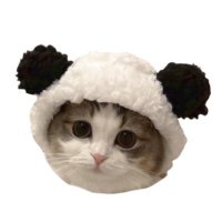 ^ ̳. ̫ . ̳^ν♡ (@jinto__nyan) Twitter profile photo
