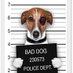 The_Wee_Dogggie (@troubles_truth) Twitter profile photo The_Wee_Dogggie (@troubles_truth) Twitter profile photo