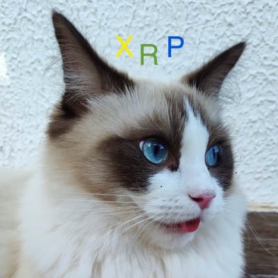 archivecatsxrp's profile picture. i love all the xrp cats