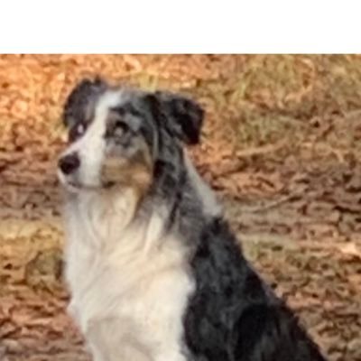 Zandy14206775's profile picture. Retired educator