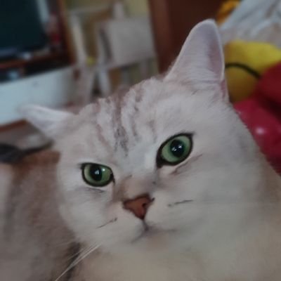 Druchii70's profile picture.