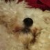 zach (@winston_bichon) Twitter profile photo zach (@winston_bichon) Twitter profile photo
